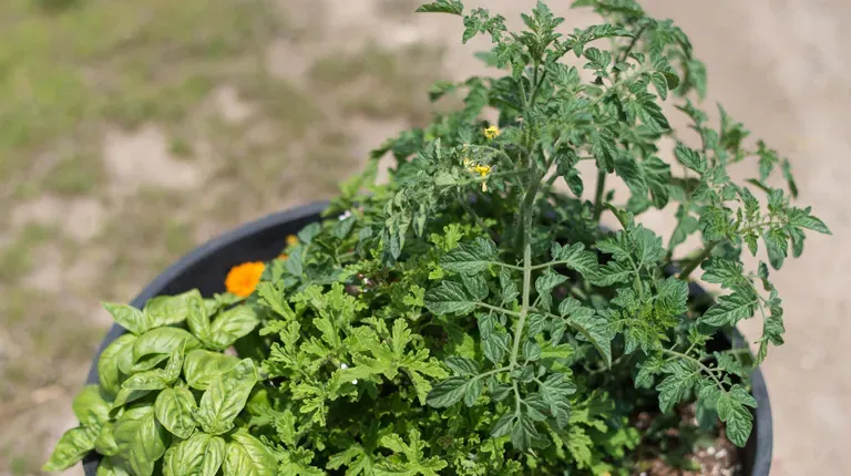 Planter with mosquito-resistant plants