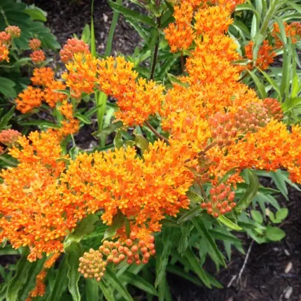 Milkweed growing in the Biddeford Campus rain garden