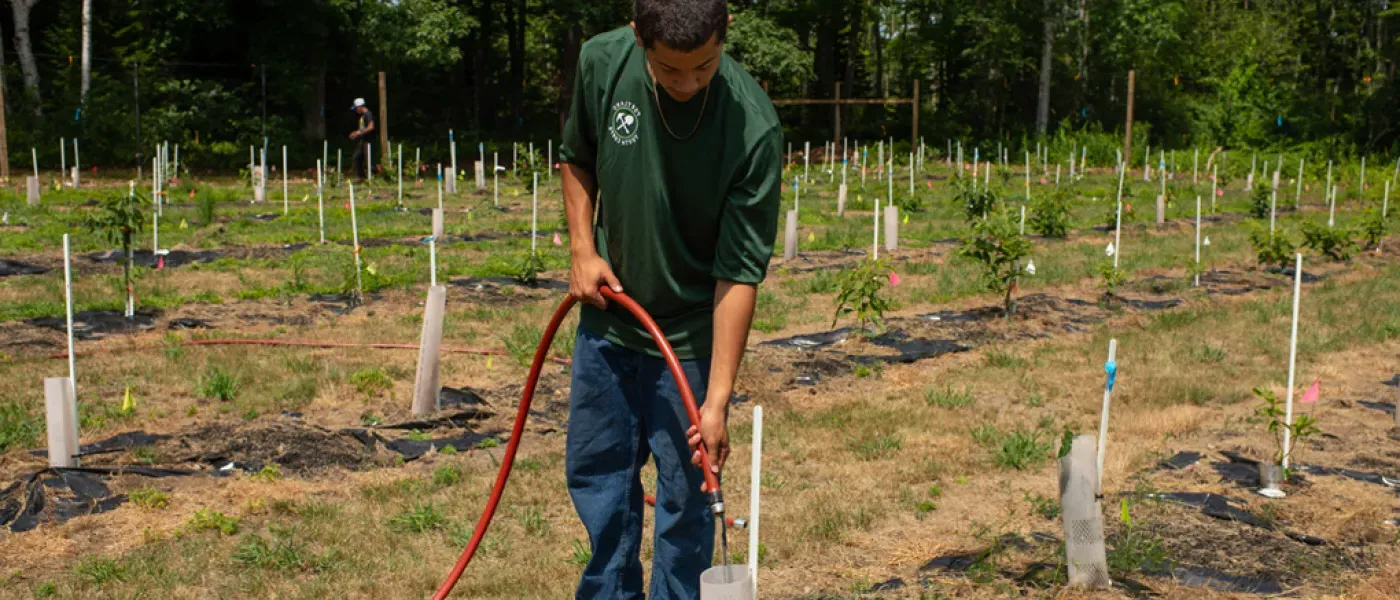 A student waters a baby chestnut tree