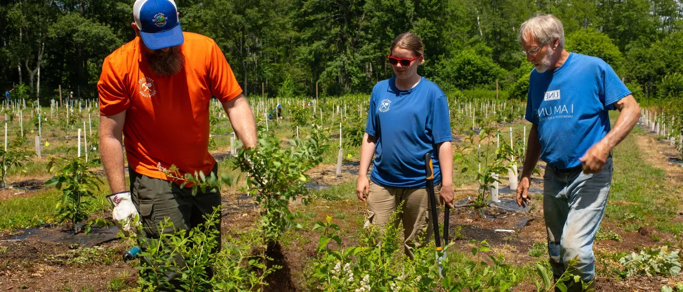 U N E students and faculty members check the chestnut trees