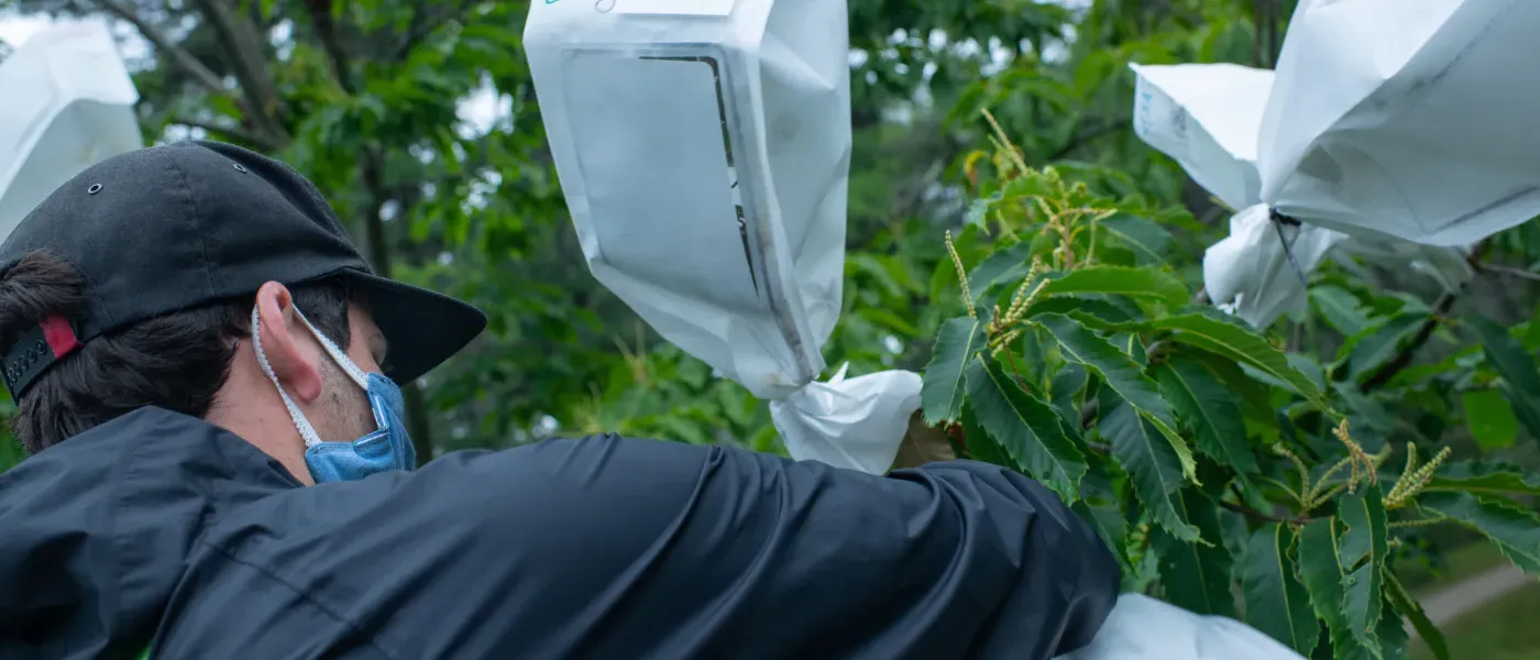 a U N E student checks on chestnut trees