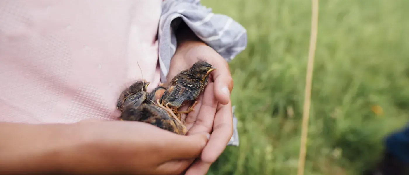 hands holding a baby bobolink