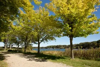 Autumn Trees